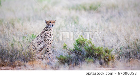 A cheetah is sittin in the middle of the grass A cheetah is sittin in the middle of the grass 67090358