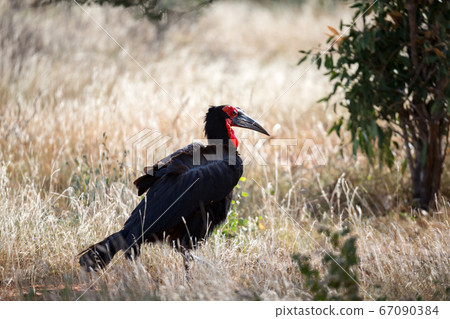 Big black bird with a red face in the grass 67090384