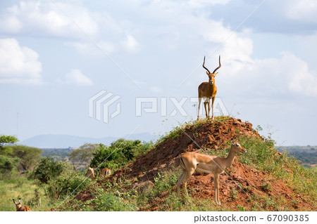 One beautiful antelope is standing on a hill One beautiful antelope is standing on a hill 67090385