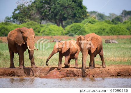 Family of elephants drinking water from the 67090386