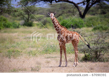 Giraffe walk through the savannah between the Giraffe walk through the savannah between the 67090391