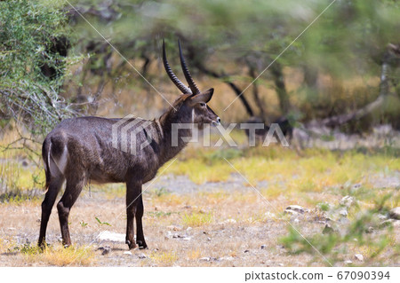 Antelope in the middle of the savannah of Kenya 67090394