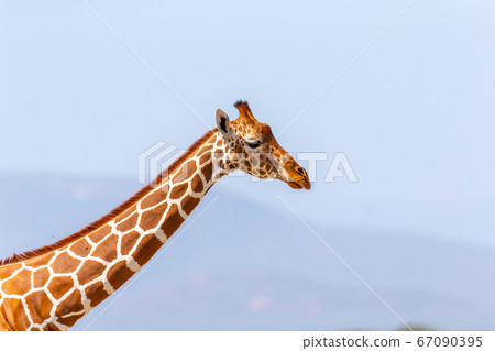 The head of a Somalia giraffe in close-up 67090395
