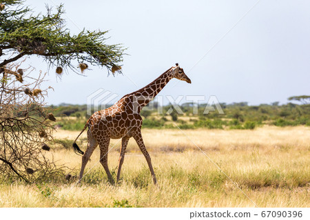 Giraffe walk through the savannah between the Giraffe walk through the savannah between the 67090396