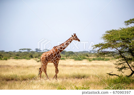 Somalia giraffes eat the leaves of acacia trees Somalia giraffes eat the leaves of acacia trees 67090397