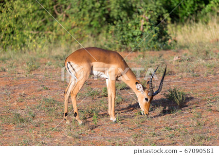 Antelope in the middle of the savannah of Kenya Antelope in the middle of the savannah of Kenya 67090581