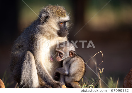 A small monkey is sitting with his mother in the A small monkey is sitting with his mother in the 67090582