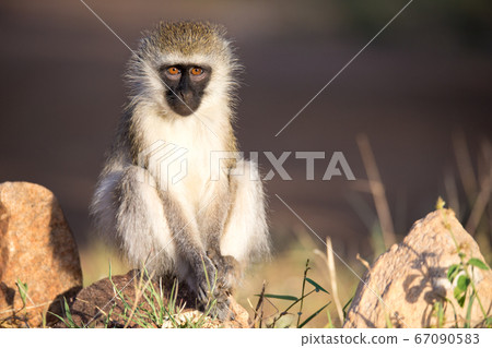 A monkey sits and looks around A monkey sits and looks around 67090583
