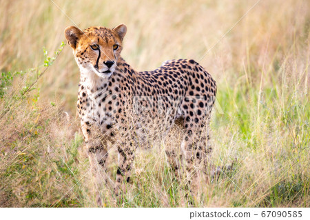 A portrait of a cheetah in the grass landscape A portrait of a cheetah in the grass landscape 67090585