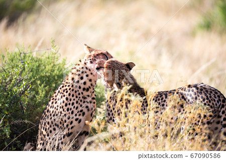 Two cheetahs brush each other after the meal Two cheetahs brush each other after the meal 67090586