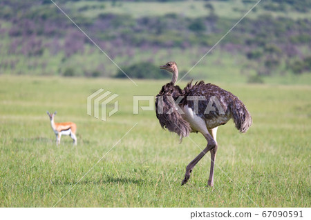 Ostrich birds are grazing on the meadow in the 67090591