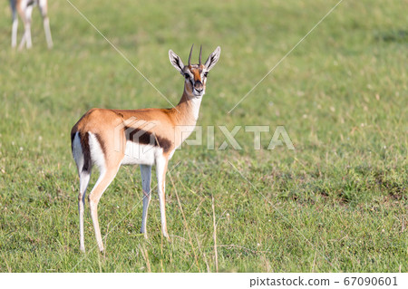 Thomson gazelles in the middle of a grassy Thomson gazelles in the middle of a grassy 67090601