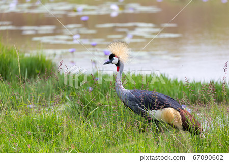A gray-necked crowned crane stands on the bank of A gray-necked crowned crane stands on the bank of 67090602