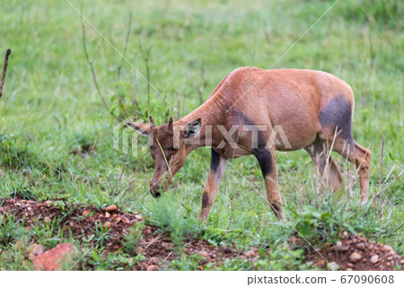 Topi Gazelle in the Kenyan savanna amidst a grassy Topi Gazelle in the Kenyan savanna amidst a grassy 67090608