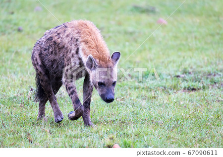 A hyena walks in the savanna in search of food 67090611