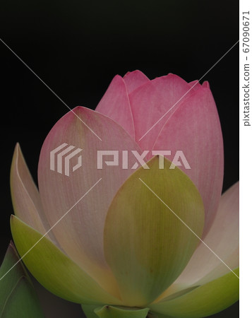 古蓮花 古蓮花 67090671