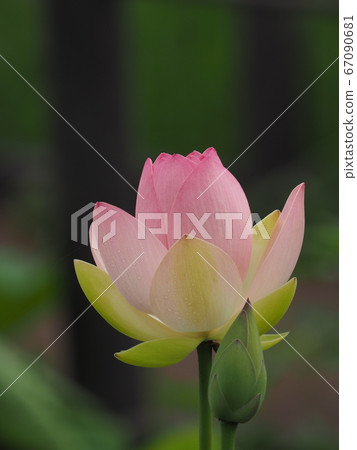 Ancient lotus 67090681