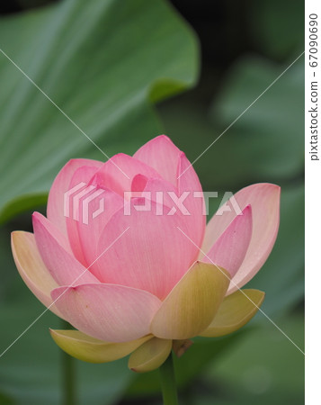 古蓮花 古蓮花 67090690