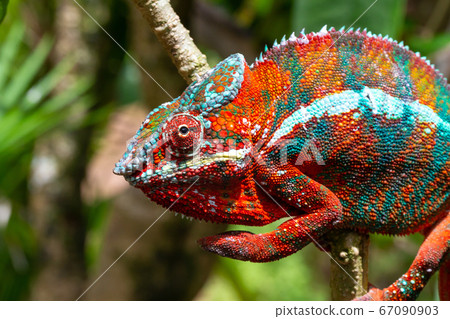 Colorful chameleon on a branch in a national park Colorful chameleon on a branch in a national park 67090903