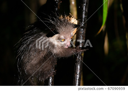 The rare aye-aye lemur when it rains The rare aye-aye lemur when it rains 67090939