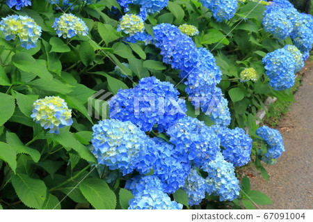 Blue hydrangea hydrangea shrine (Haruno Town, Kochi Prefecture) that looks good in the rainy season Blue hydrangea hydrangea shrine (Haruno Town, Kochi Prefecture) that looks good in the rainy season 67091004