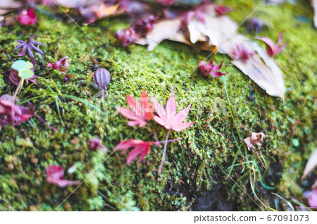 Fallen leaves Fallen leaves 67091073