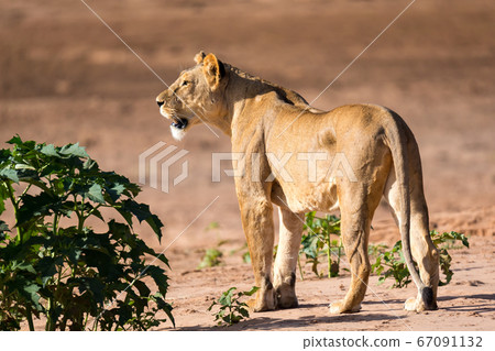 Lions walk along the bank of a river Lions walk along the bank of a river 67091132