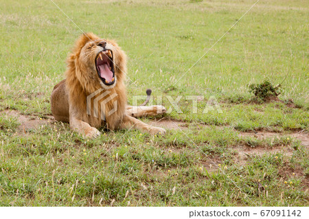 Big lion yawns lying on a meadow with grass Big lion yawns lying on a meadow with grass 67091142