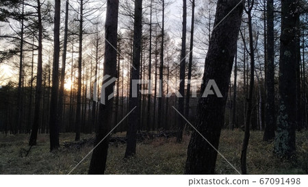 冬季森林 67091498