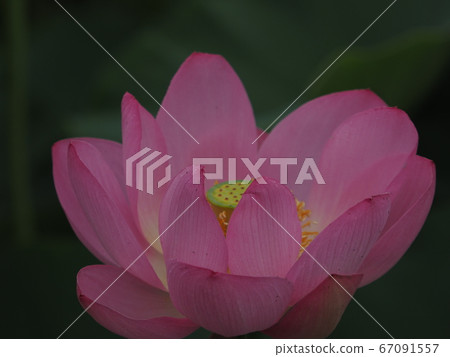 Lotus 67091557