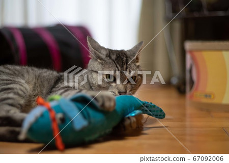 貓玩毛絨動物，Sabatra貓 67092006