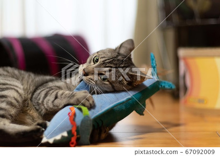 Cat playing with stuffed animals, Sabatra cat Cat playing with stuffed animals, Sabatra cat 67092009