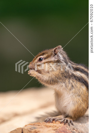 Chipmunk Chipmunk 67092010