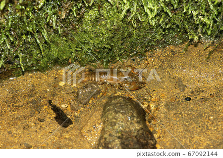 Japanese crayfish 67092144