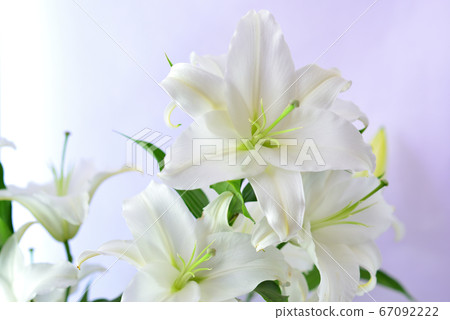 白百合花 白百合花 67092222