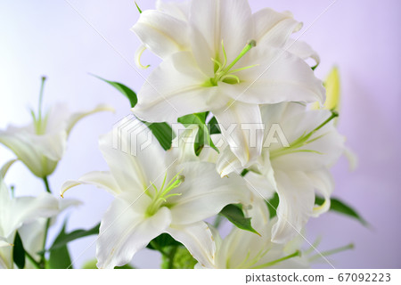 白百合花 67092223
