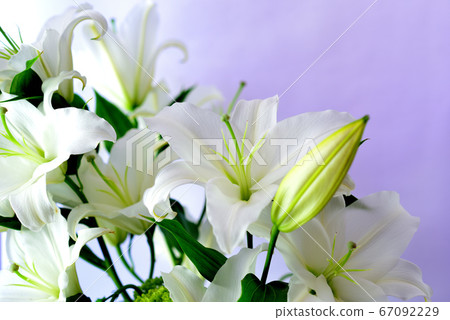 白百合花 照片素材 圖片 圖庫