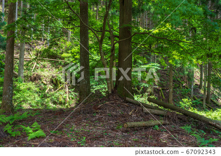 Forest landscape 67092343