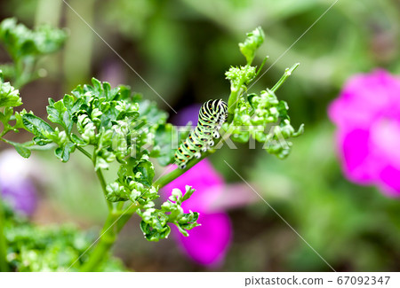 Larvae of Papilio machaon growing on parsley 67092347