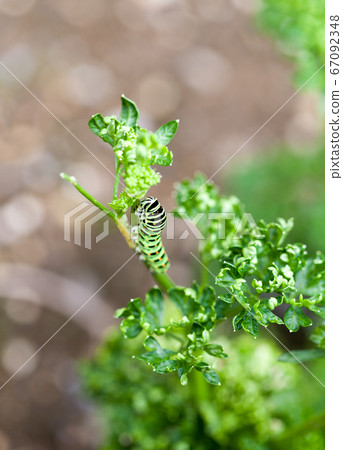 在歐芹上生長的鳳蝶瑪卡翁幼蟲 在歐芹上生長的鳳蝶瑪卡翁幼蟲 67092348