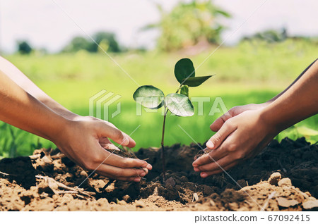 people helping planting tree in nature for save 67092415
