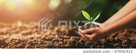 hand holding small tree for planting. green world 67092422