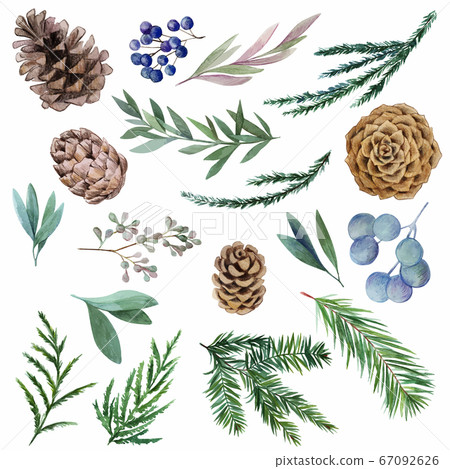 Set of winter watercolor botanical elements, fir and cones Set of winter watercolor botanical elements, fir and cones 67092626