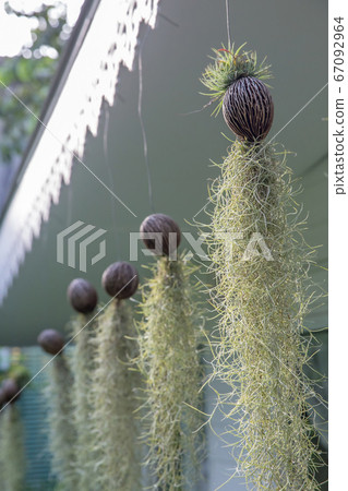 Tillandsia usneoides garden by spanish moss 67092964