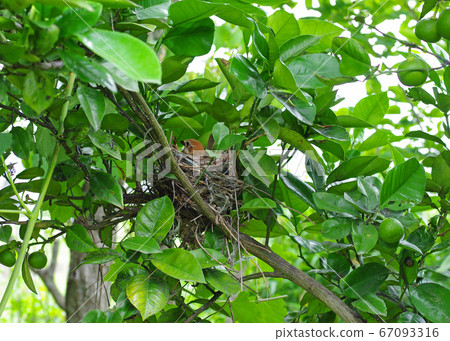 Bird's nest chicks Bird's nest chicks 67093316