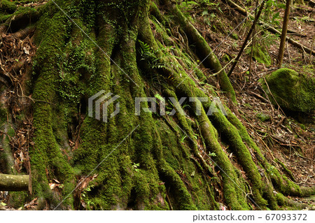 Mossy root of Hyakkenzan Valley Mossy root of Hyakkenzan Valley 67093372