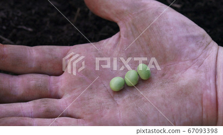 大豆播種 大豆播種 67093398