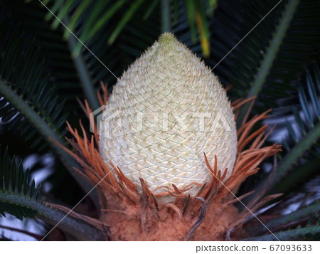 Bud of cycad 67093633
