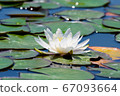 Water lilies in Hokkaido 67093664