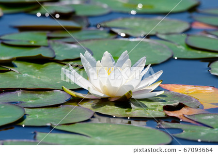 Water lilies in Hokkaido Water lilies in Hokkaido 67093664